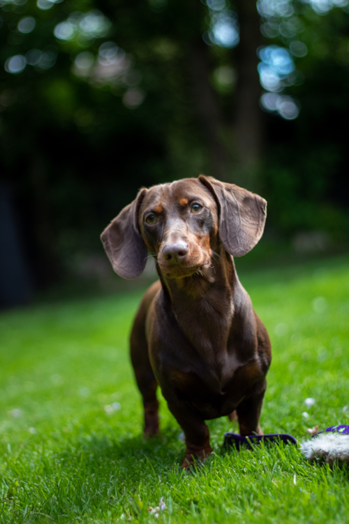chocolate dachshund on grass